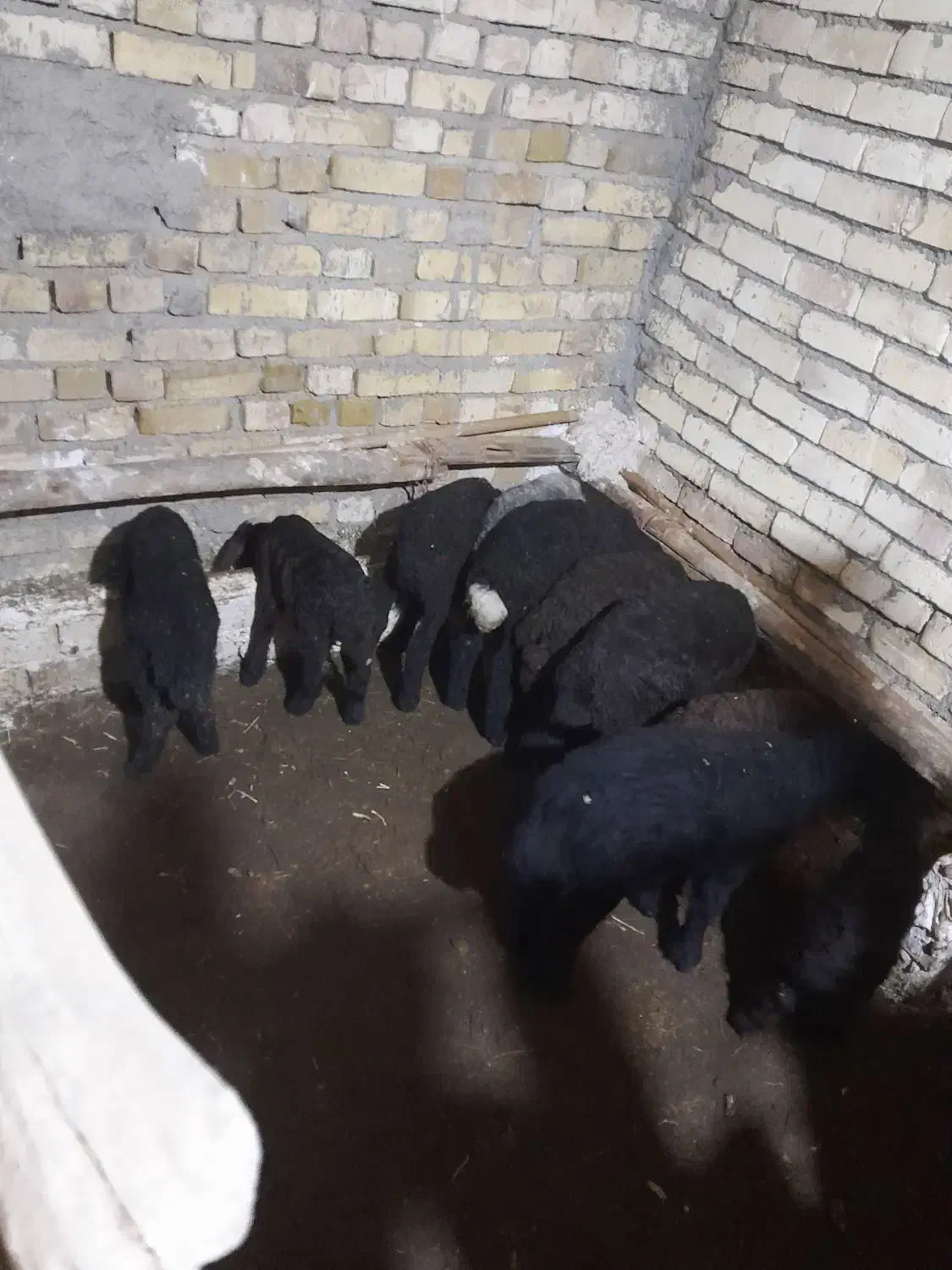 میش بره ۱۱عدد ۷ تا نزاییدن|حیوانات مزرعه|سلطانیه, |دیوار