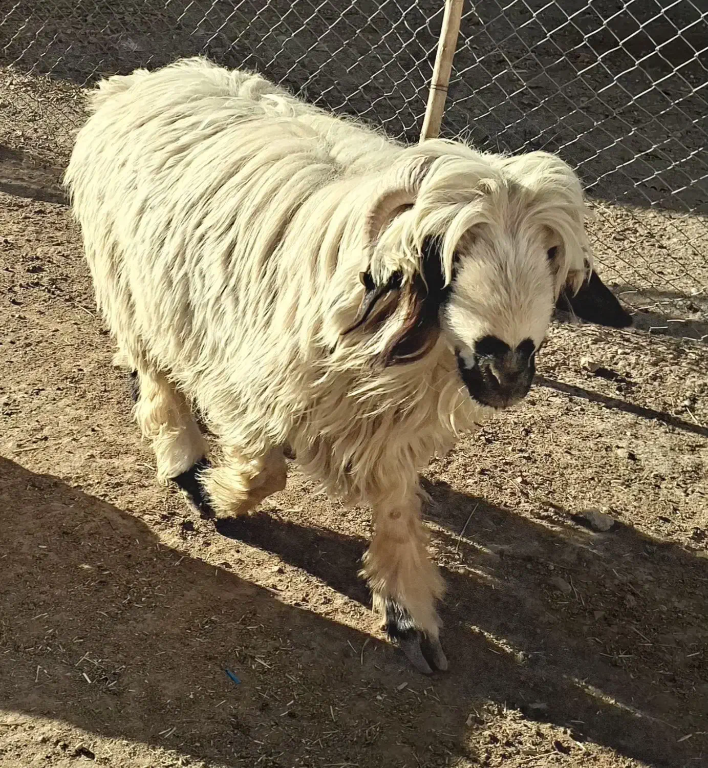 بره|حیوانات مزرعه|شهرکرد, |دیوار