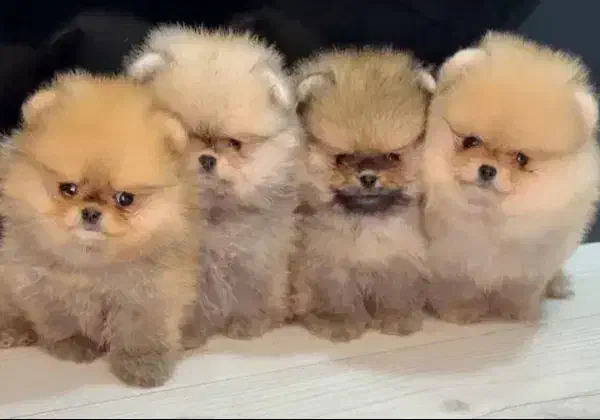 سگ پامرانین|سگ|مشهد, احمدآباد|دیوار