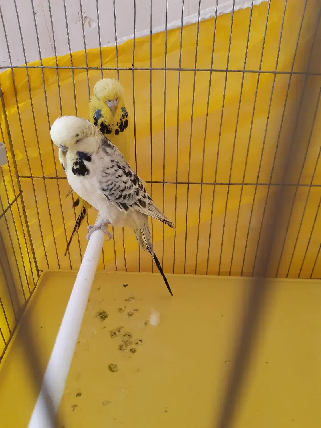 جفت مرغ عشق انگلیسی (لاسونیک) گرید آ مولد اصل|پرنده|پیرانشهر, |دیوار