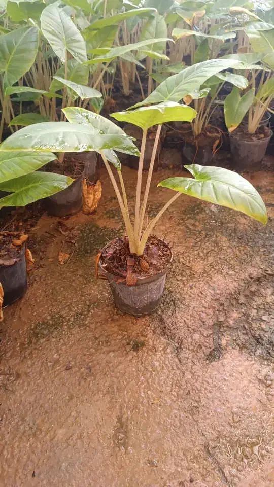 فروش فوری گل بابا آدم|گل و گیاه طبیعی|ری, حمزهآباد|دیوار