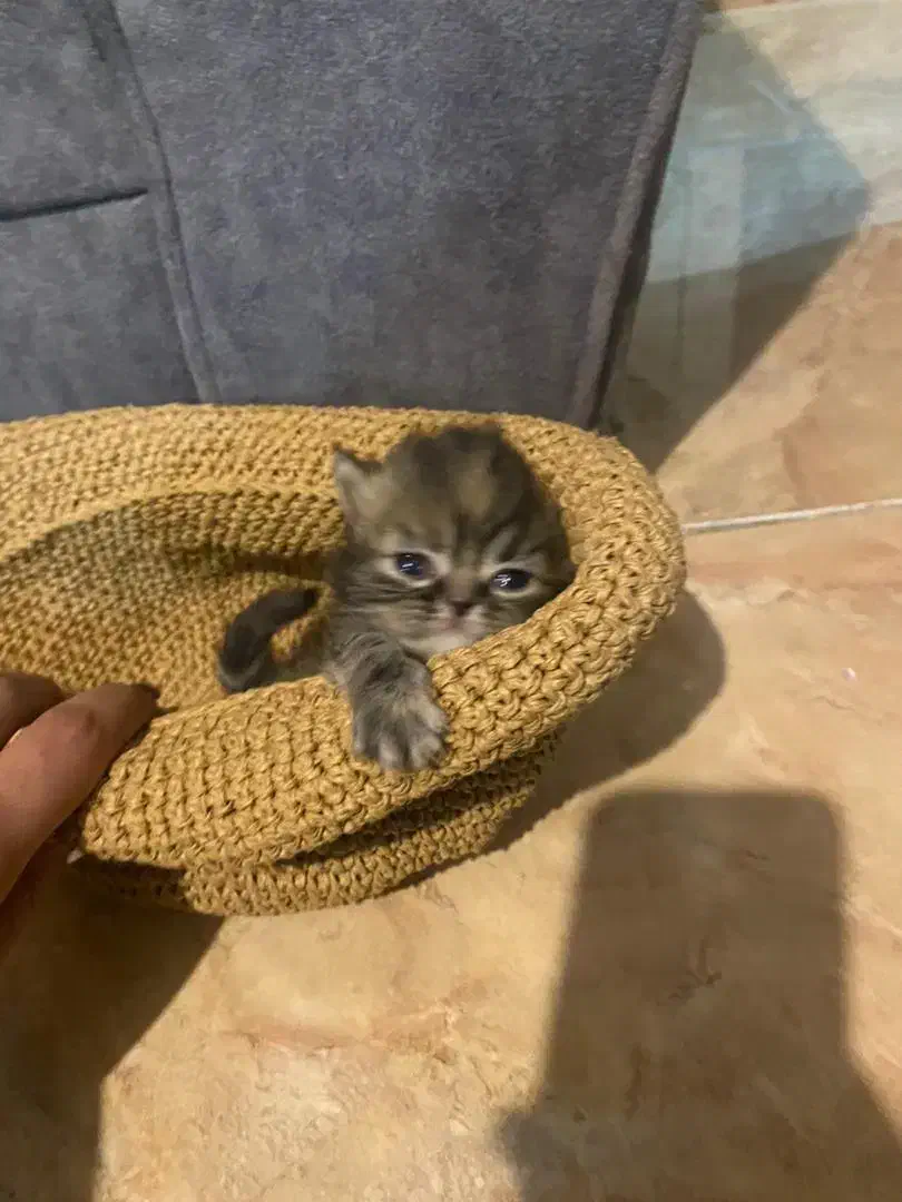 گربه هیمالین|گربه|بندر انزلی, بی بی حوریه|دیوار