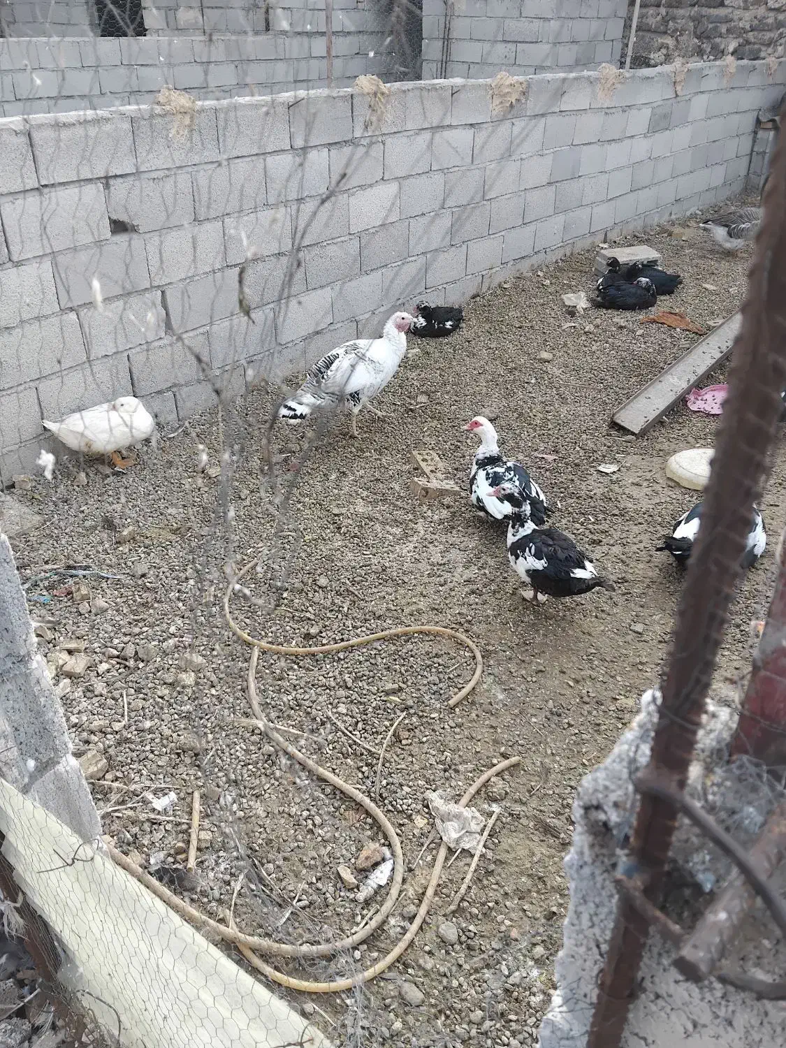 بوقلمون ۵ عدد یکی نر ۴ ماده یک ساله|حیوانات مزرعه|پلدشت, |دیوار