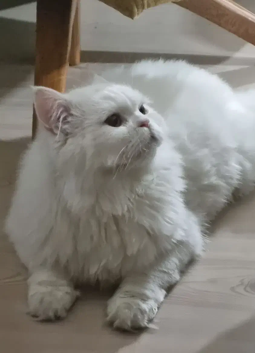 پرشین کلاسیک|گربه|ماکو, |دیوار