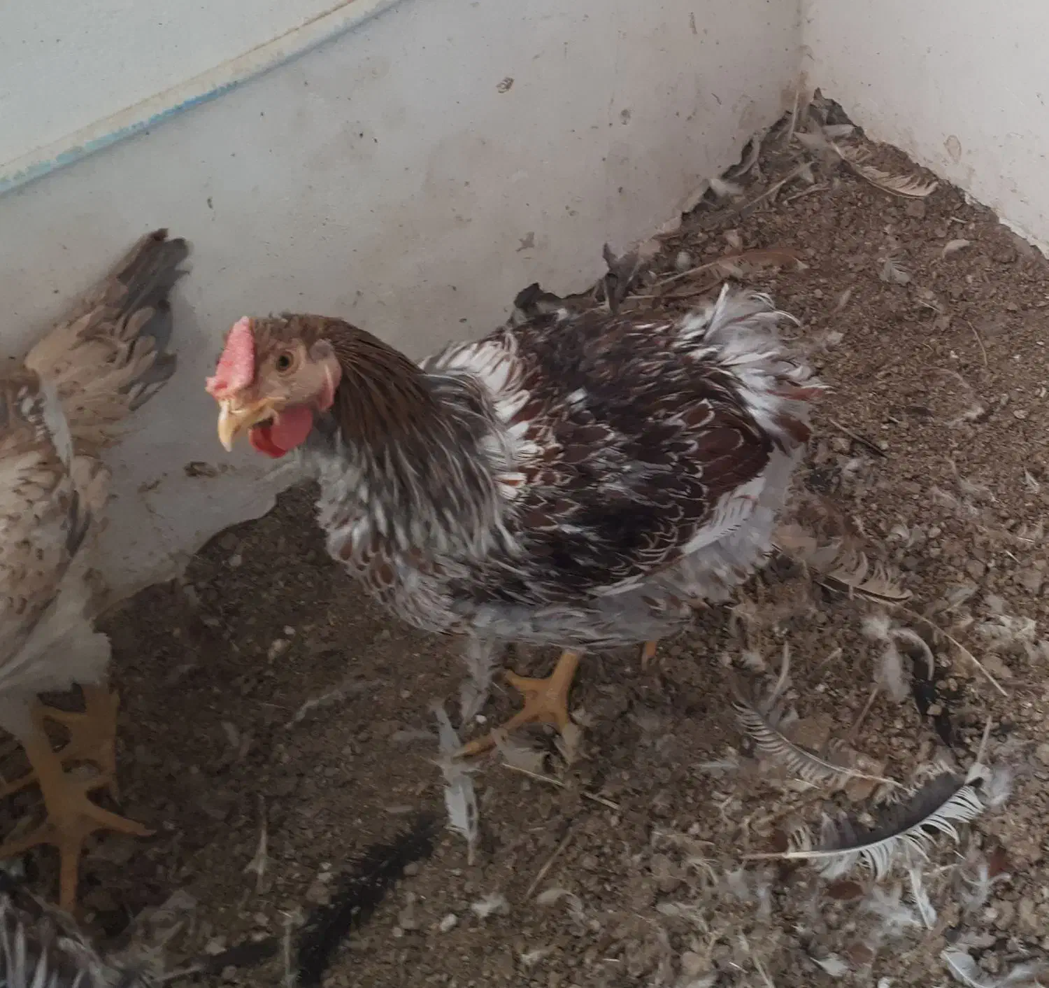 خروس ویاندوت آمریکایی و خروس لاری|حیوانات مزرعه|سبزوار, امیر کبیر|دیوار