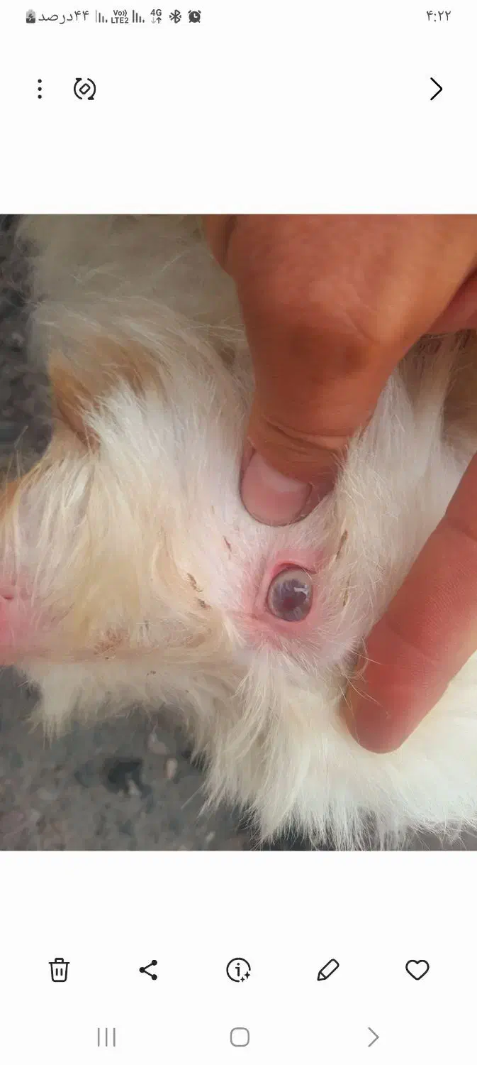 سگ ترییر اصل|سگ|آمل, |دیوار