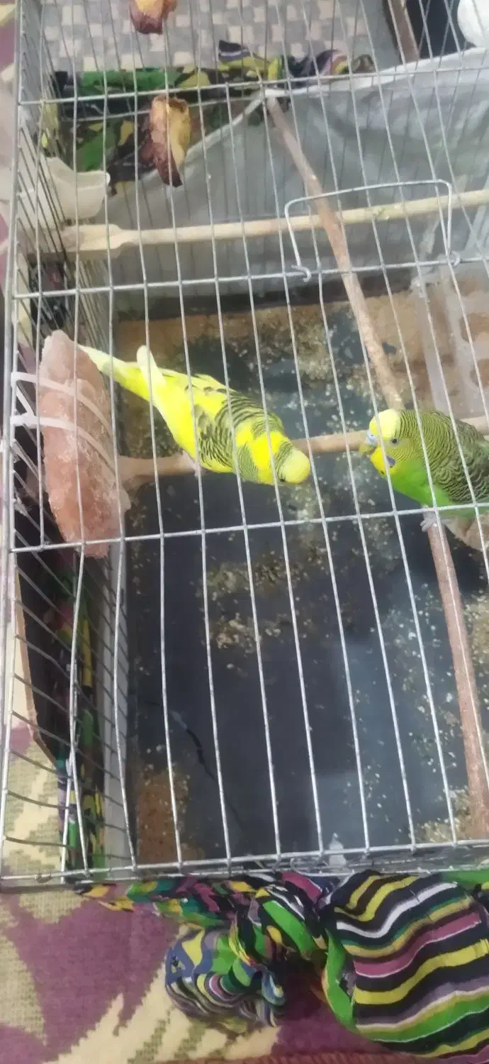 فروش مرغ عشق|پرنده|تبریز, |دیوار