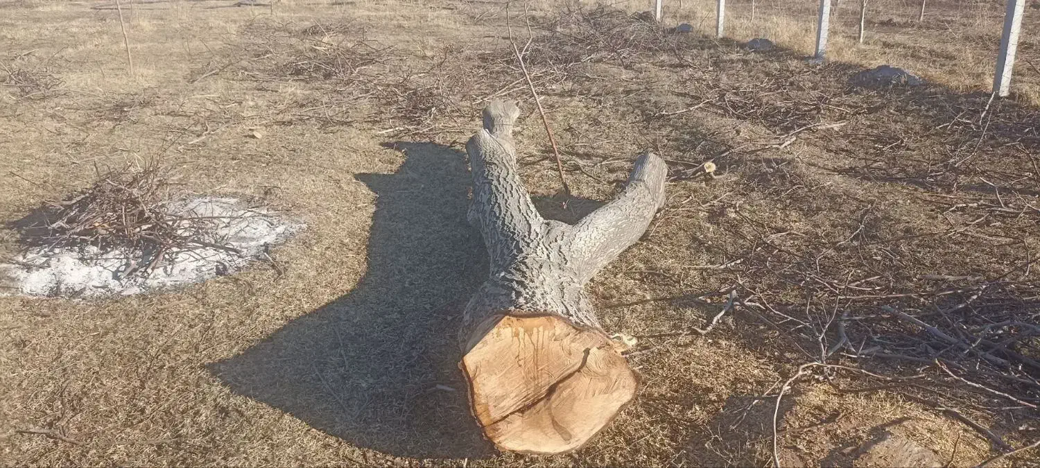 خرید چوب قطع درخت و هرس|خدمات باغبانی و درختکاری|چناران, |دیوار