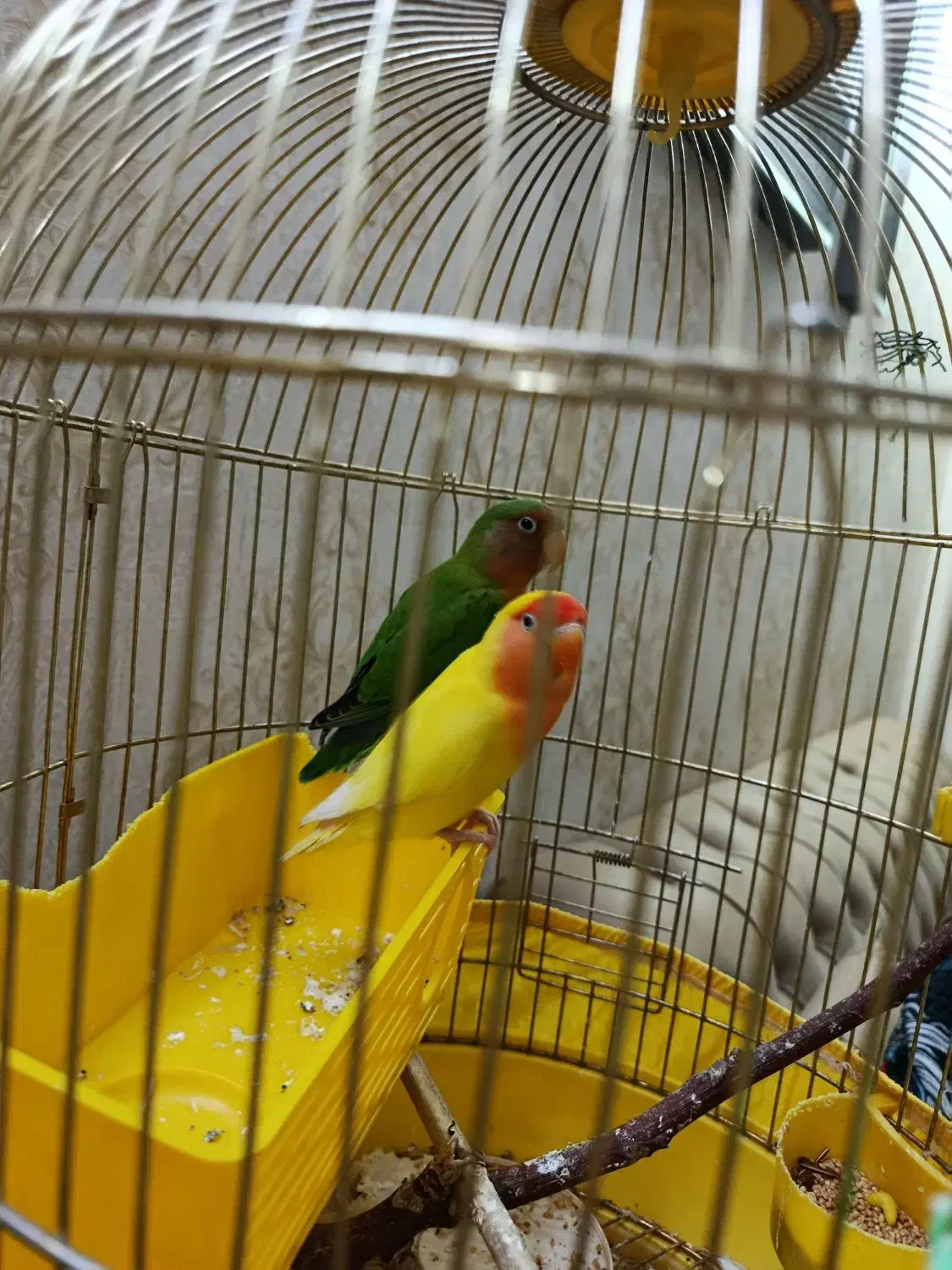 طوطی برزیلی|پرنده|تهران, باغ خزانه|دیوار