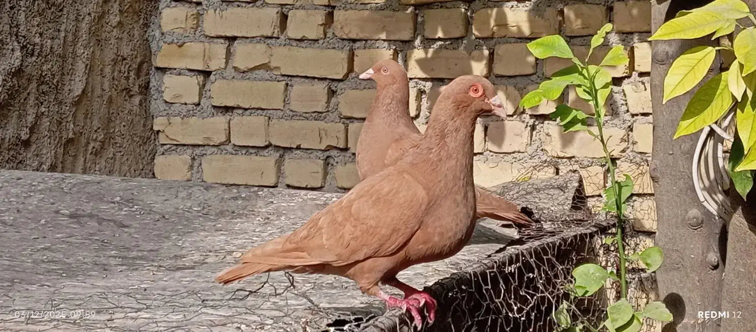 کبوتر زرد|پرنده|کازرون, |دیوار