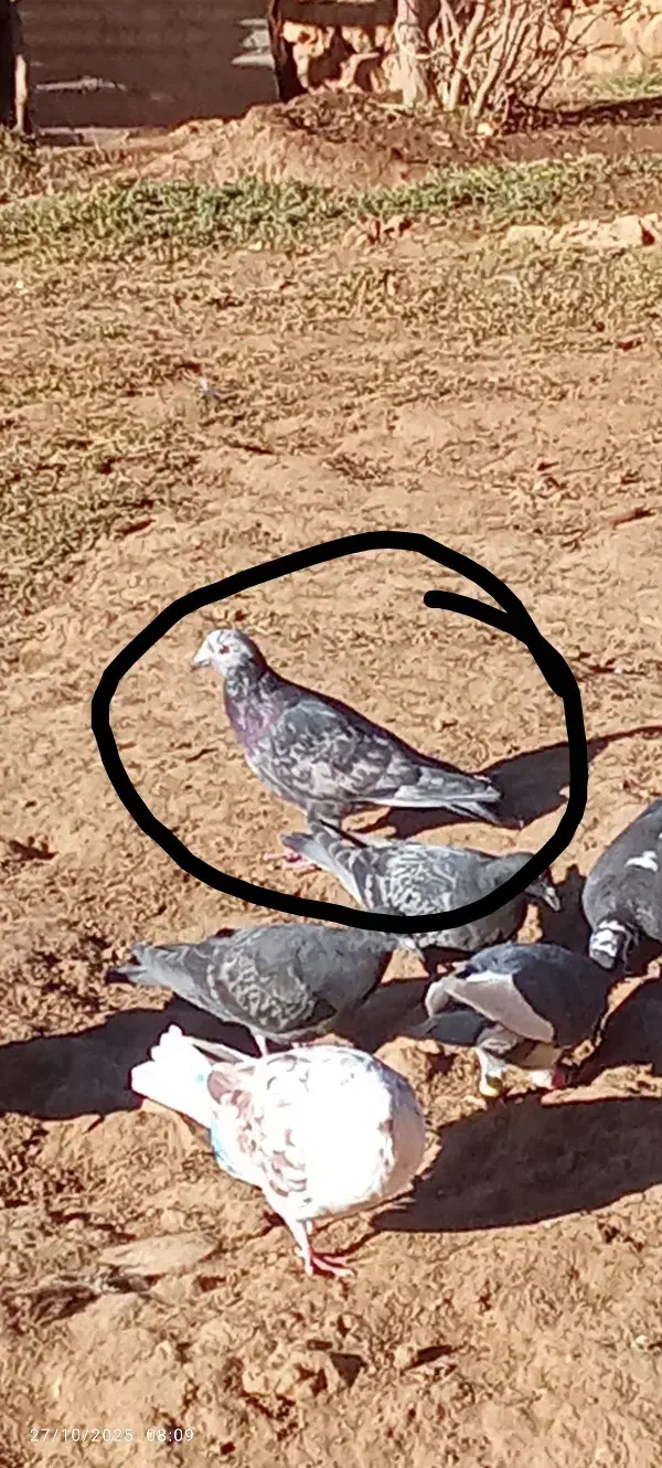 دو عدد کفتر نر مست|پرنده|اسلام‌‌آباد غرب, |دیوار