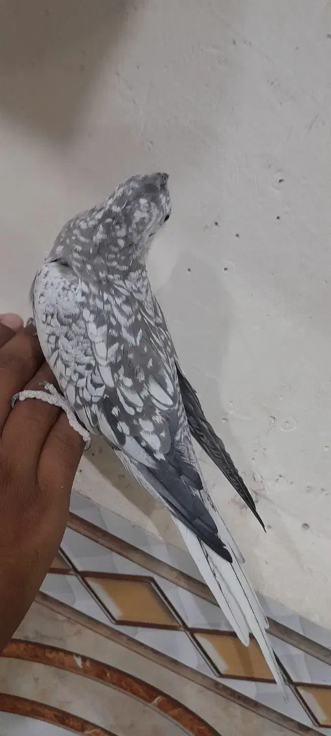 عروس هلندی ایزابلا دستی|پرنده|رامشیر, |دیوار