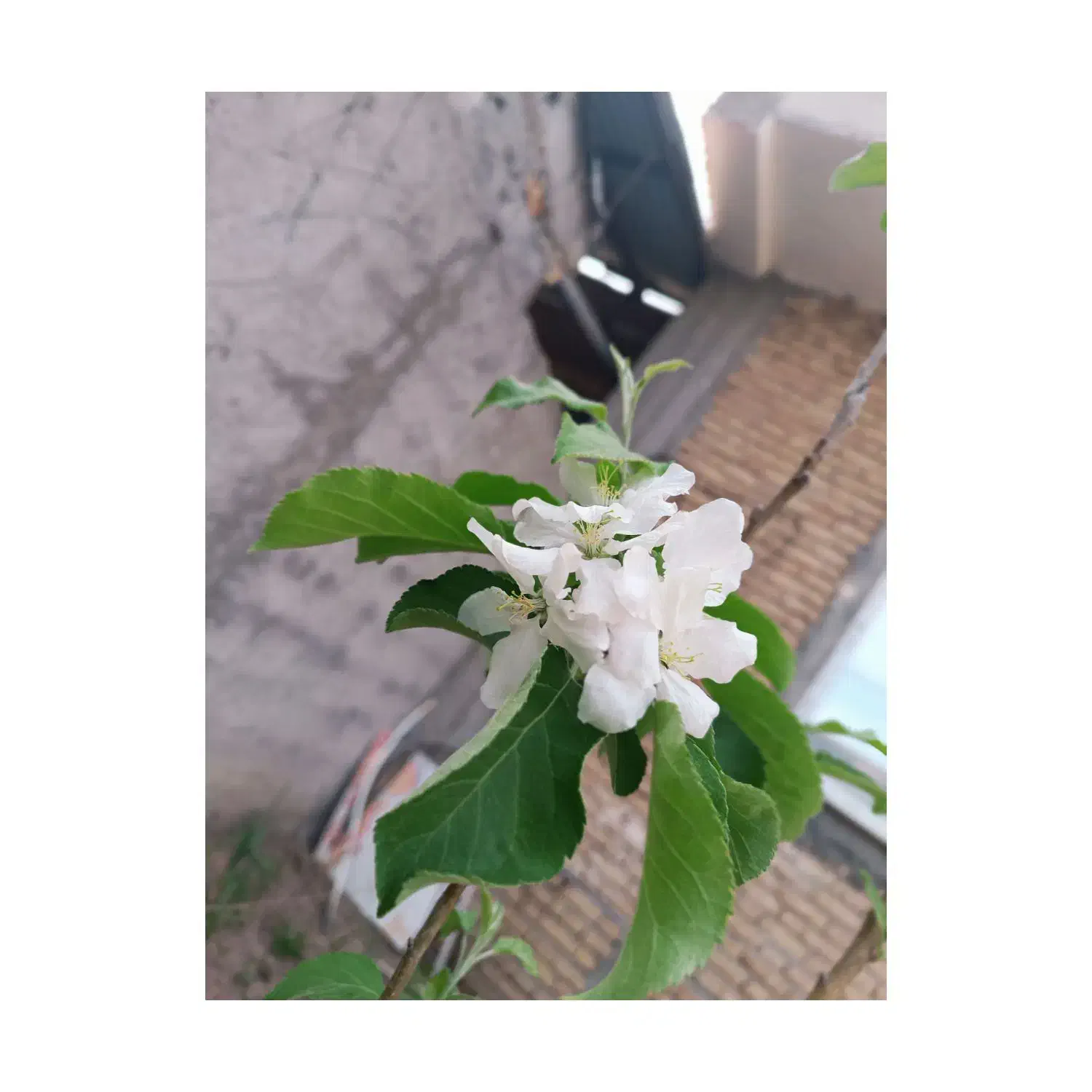 سرکارگری.اکیپ علف زنی سیر|خدمات باغبانی و درختکاری|پارسآباد, |دیوار