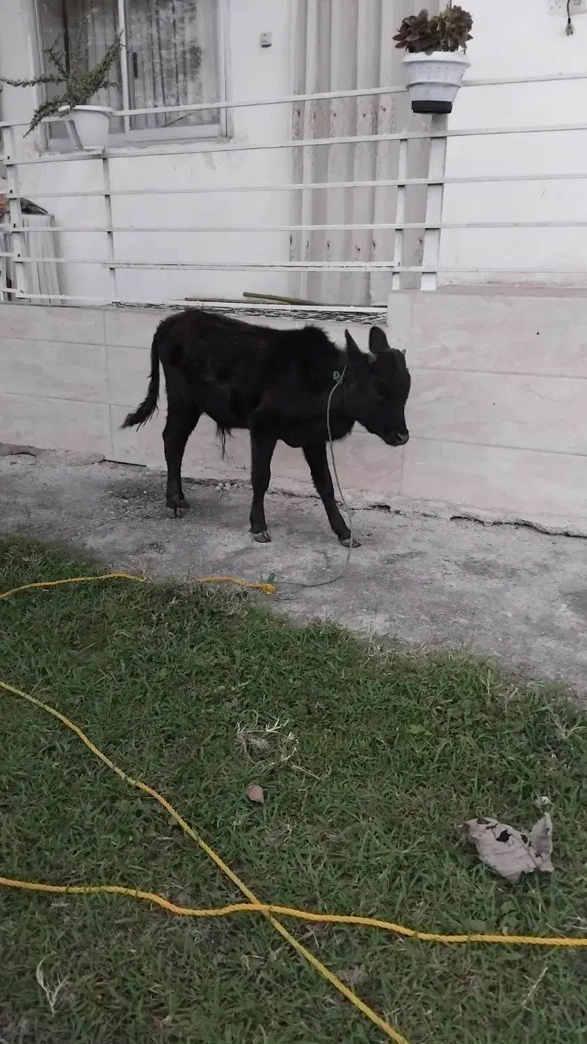 ورزاکوله چالوسی|حیوانات مزرعه|سنگر, |دیوار