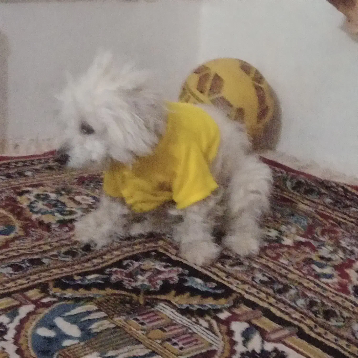 سگ شیتزو|سگ|اسفراین, |دیوار