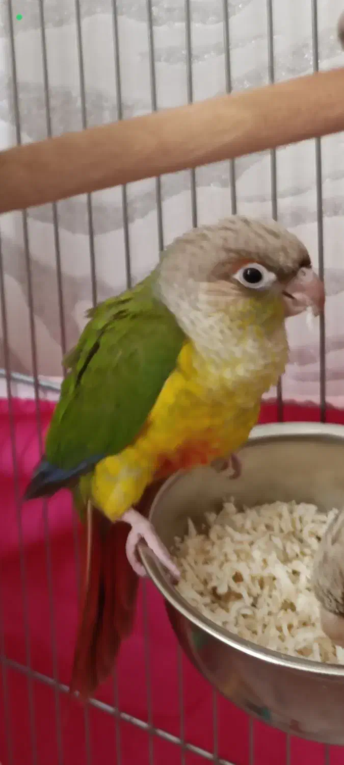 گیرینچیک|پرنده|اصفهان, رسالت|دیوار