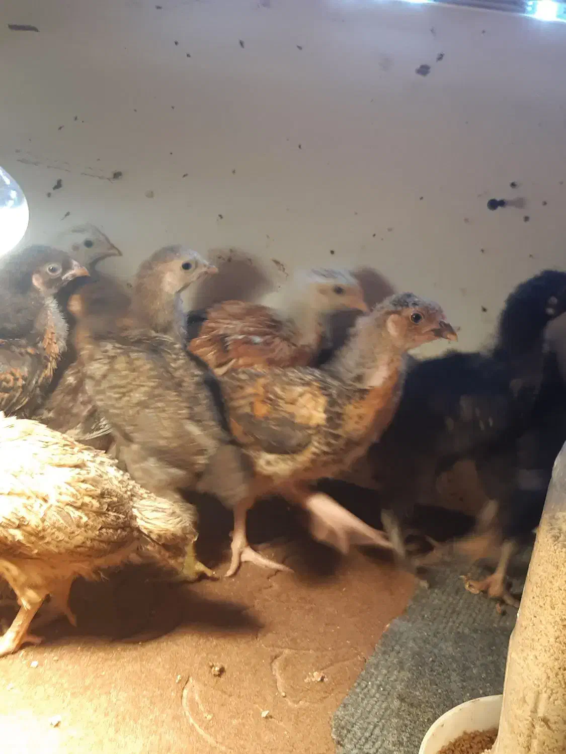 جوجه یک ماهه|حیوانات مزرعه|رشت, شهرک آیت الله منتظری|دیوار