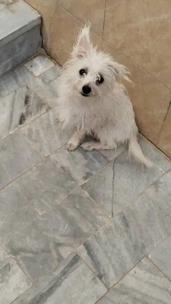 فروش فوری تا فردا ۱۵۰۰|سگ|حمیدیا, |دیوار