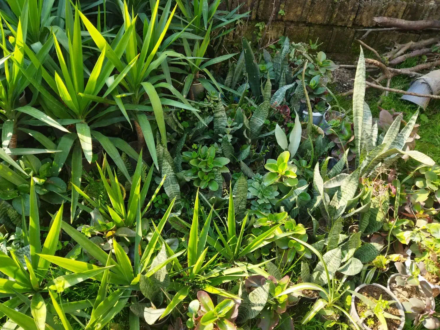 انواع گلهای  طبیعی|گل و گیاه طبیعی|اطاقور, |دیوار