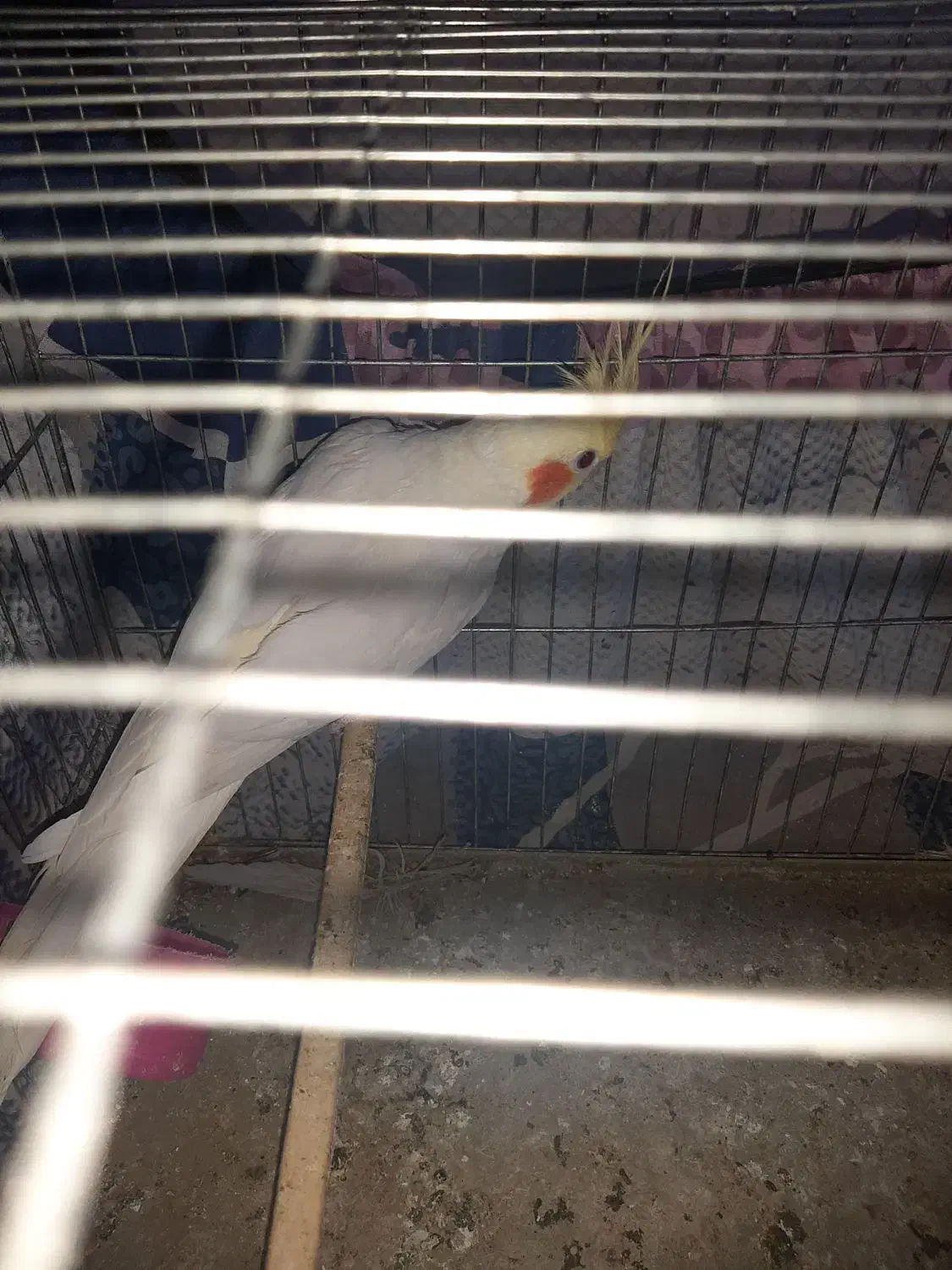 جفت عروس هلندی|پرنده|اهواز, کوی مندلی(سه راه خرمشهر)|دیوار