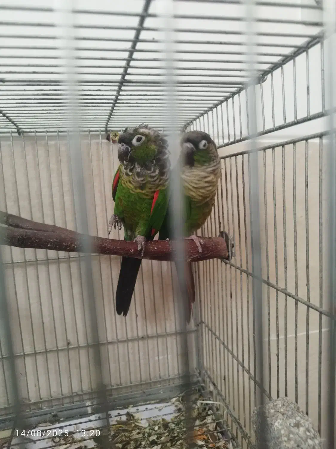 گرینچیک بلک کاپ|پرنده|شیراز, اکبر آباد|دیوار