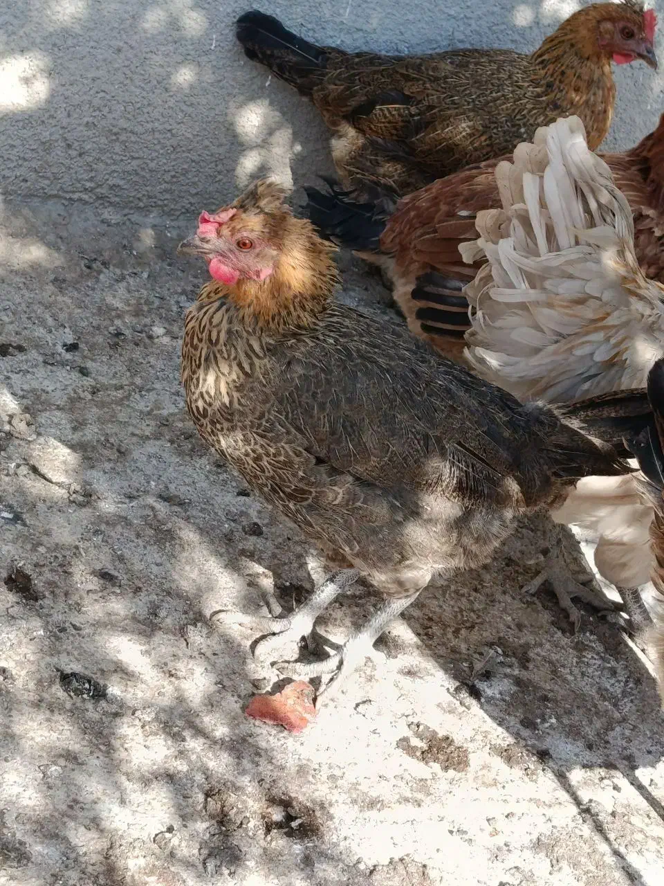 مرغ محلی اصل|حیوانات مزرعه|بیستون, |دیوار