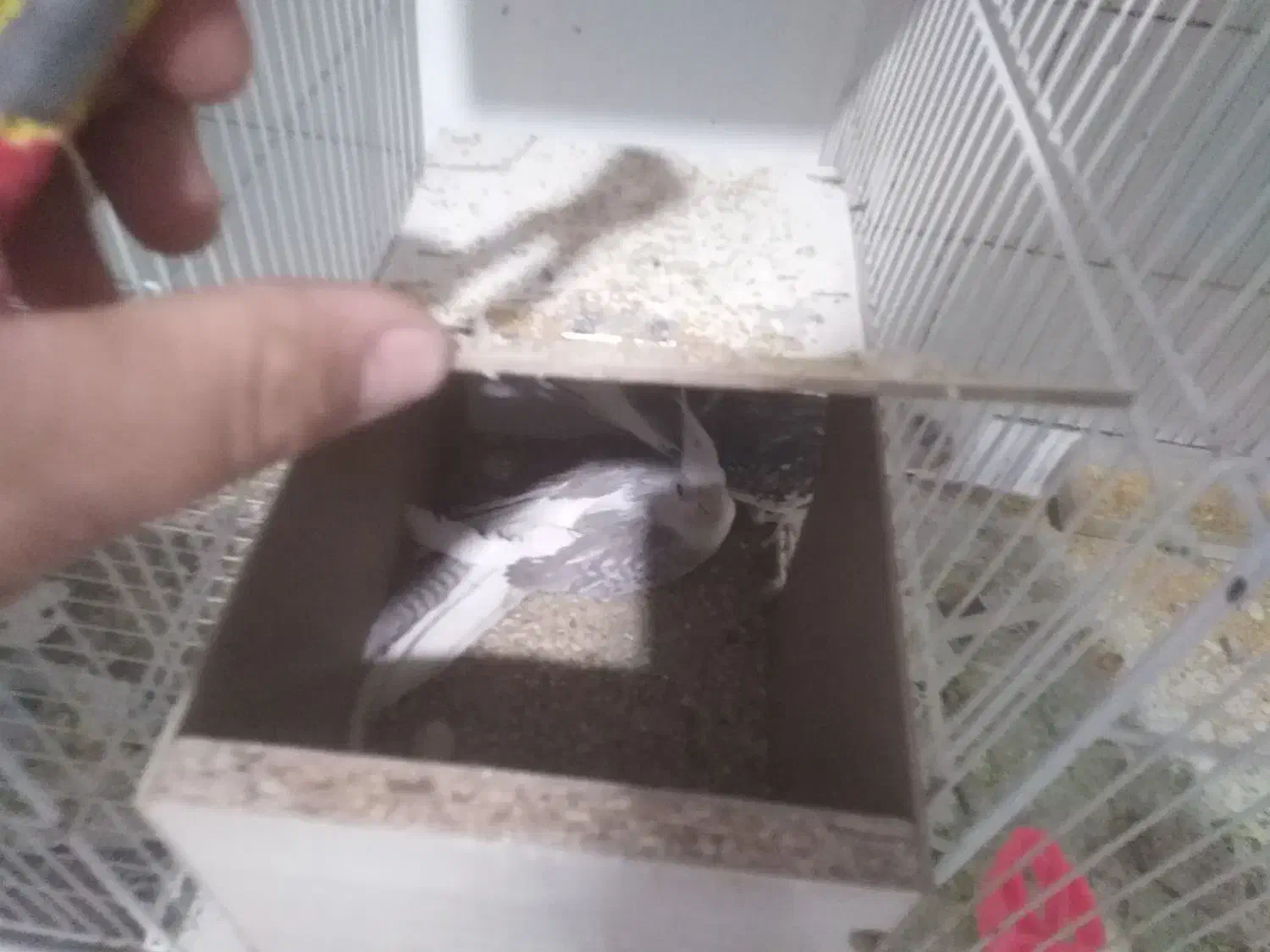 تعداد چند جفت عروس هلندی|پرنده|تایباد, |دیوار