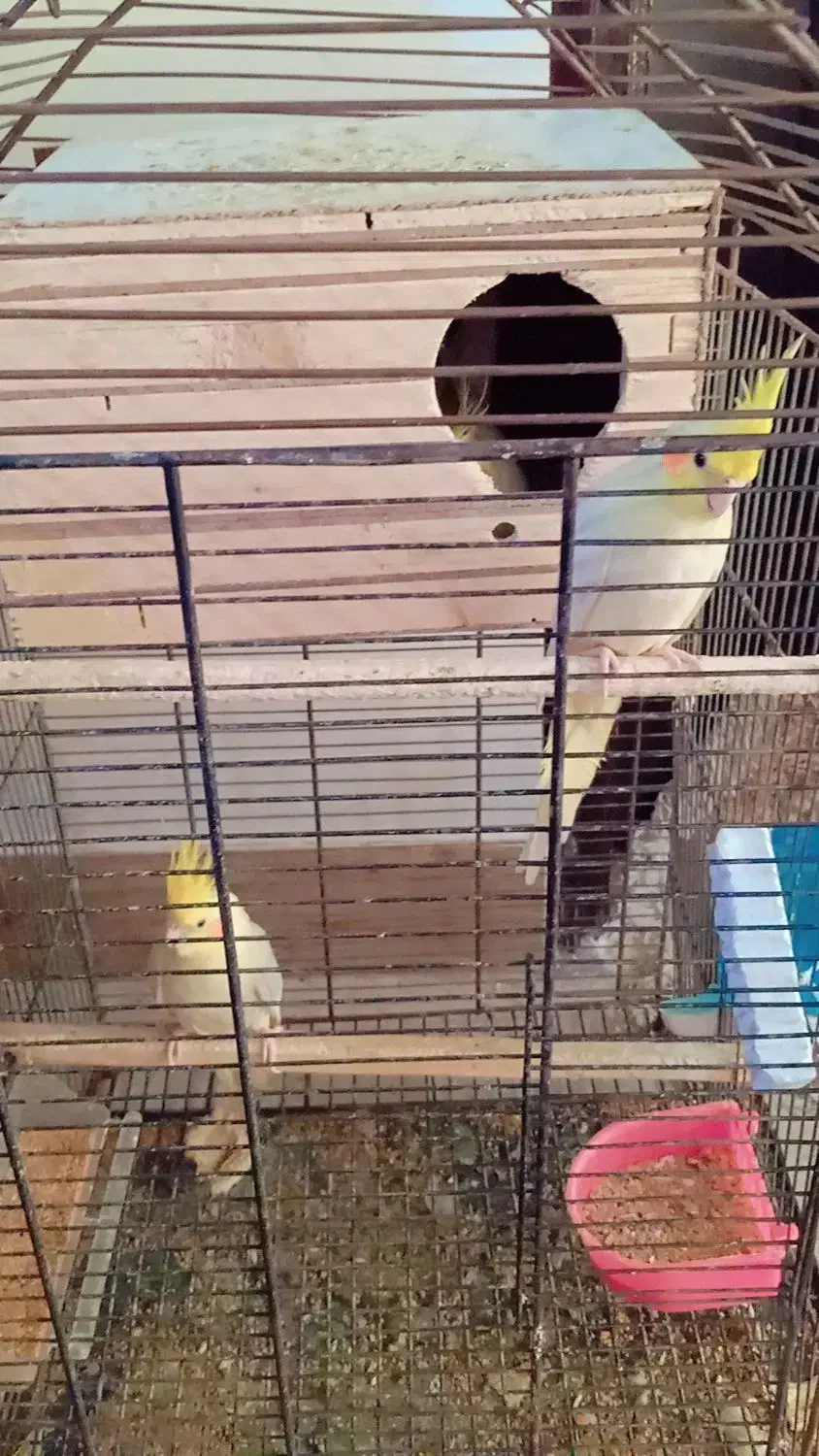 4عدد عروس هلندی|پرنده|فاضل آباد, |دیوار