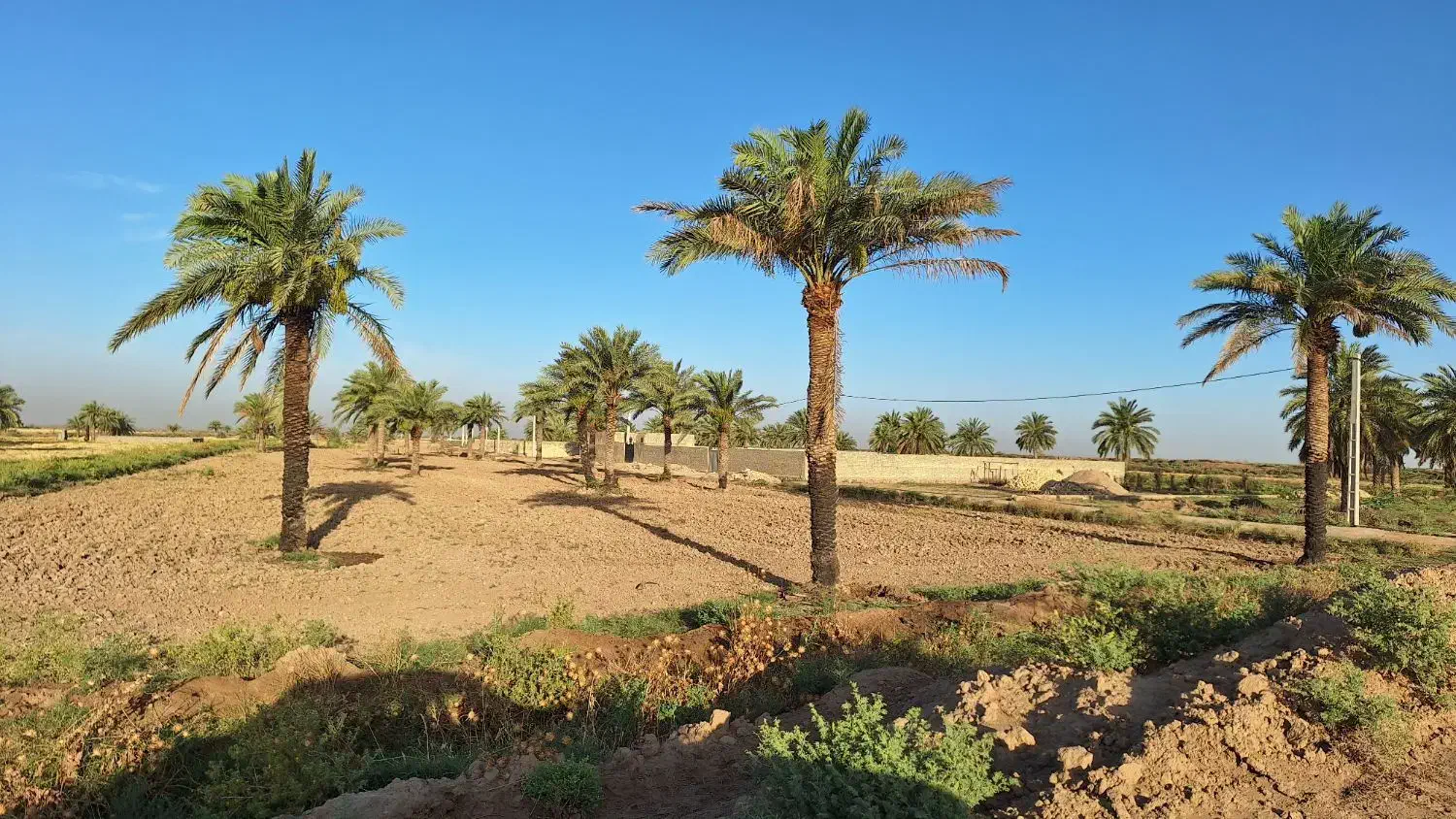 فروش زمین کشاورزی مناسب جهت احداث باغچه و باغ|فروش زمین و ملک کلنگی|سوسنگرد, |دیوار