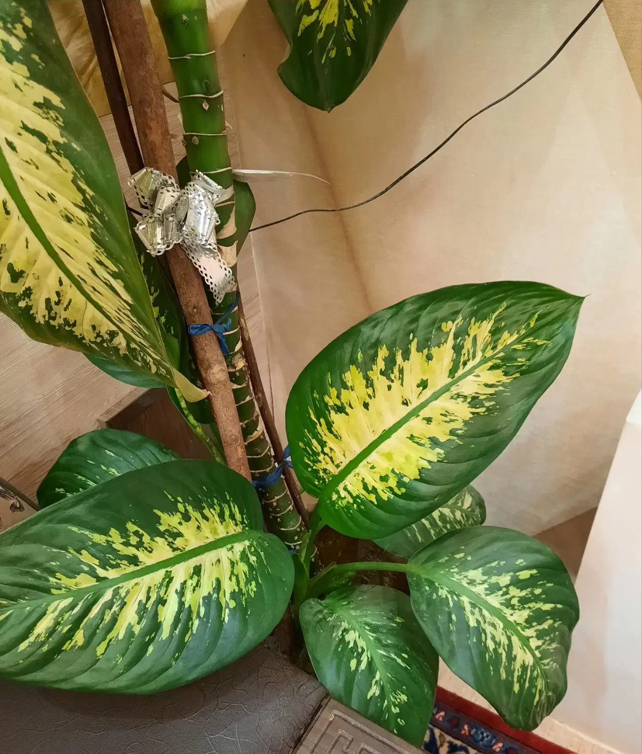 دیفن باخیا ( ۲متری)|گل و گیاه طبیعی|مراغه, |دیوار