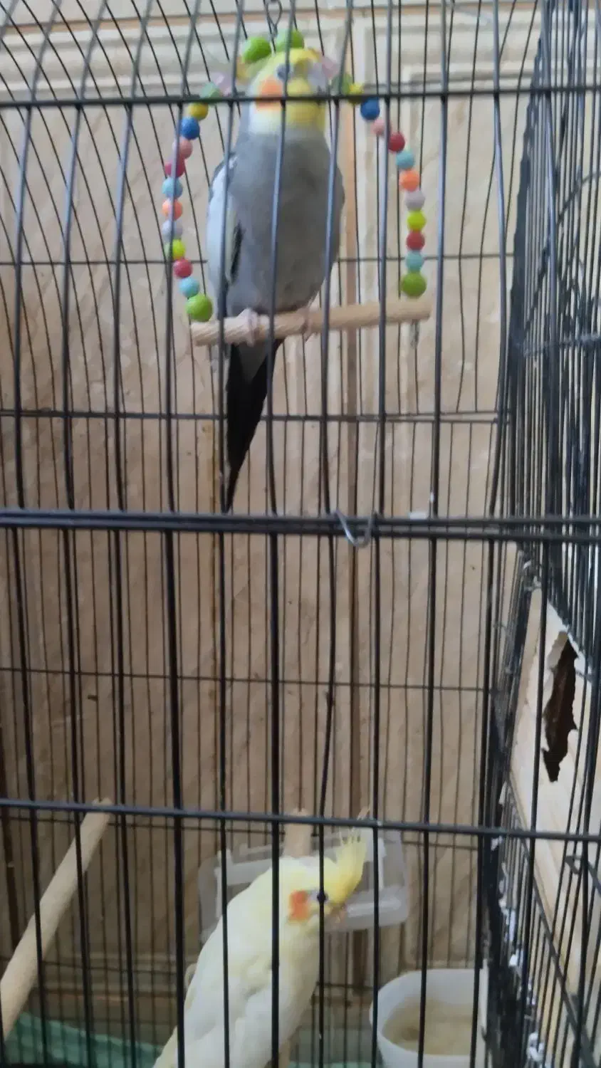 عروس هلندی سخن گومولدبادوعددجوجه سرلاکی خوشگل|پرنده|ایرانشهر, |دیوار