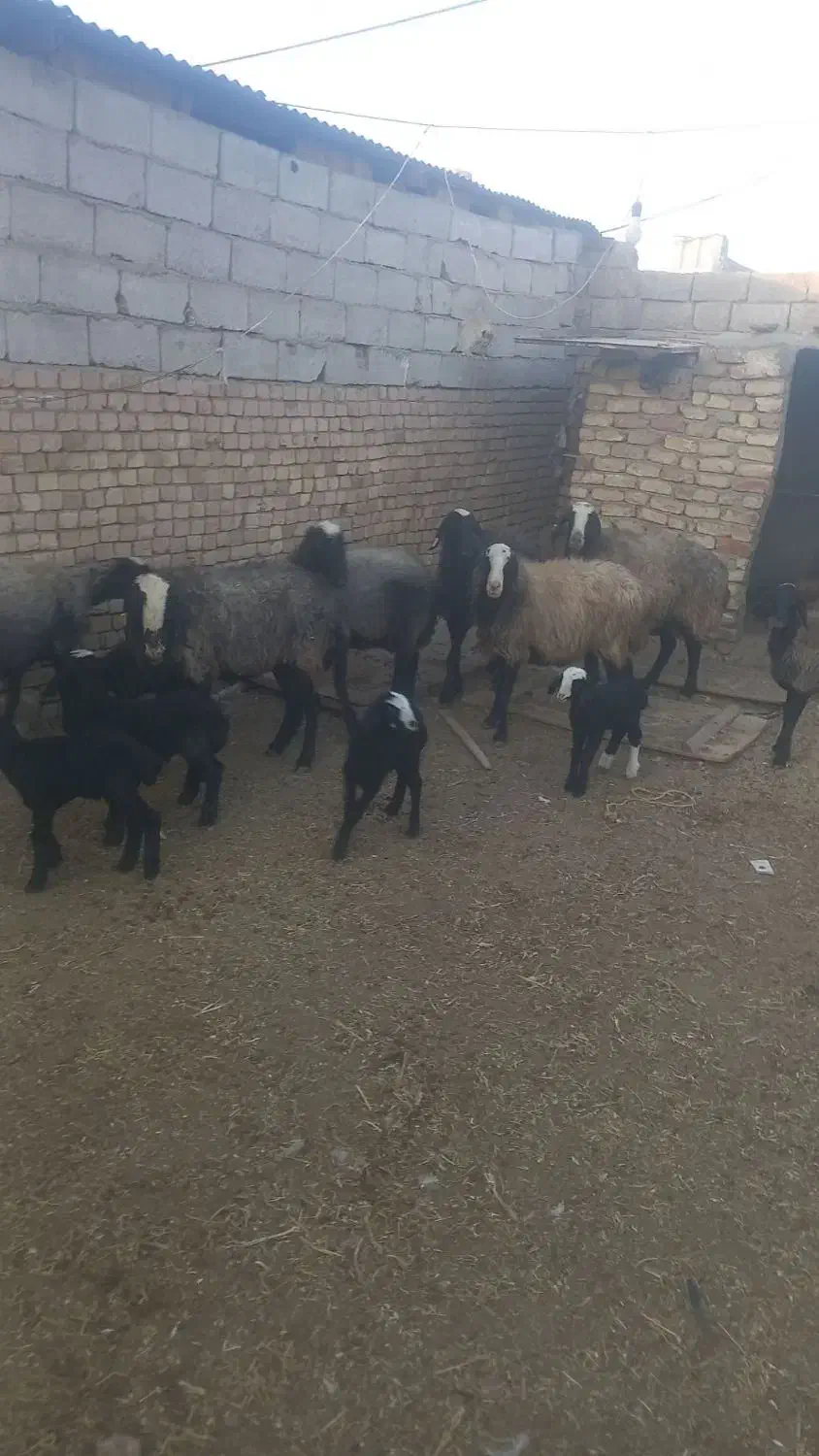 ۶رس گوسفند شال برهدار مال درجه یک|حیوانات مزرعه|تاکستان, |دیوار