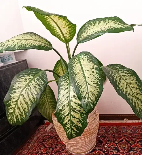 دیفن باخیا بزرگ و پاجوش|گل و گیاه طبیعی|گلبهار, شهر جدید گلبهار|دیوار