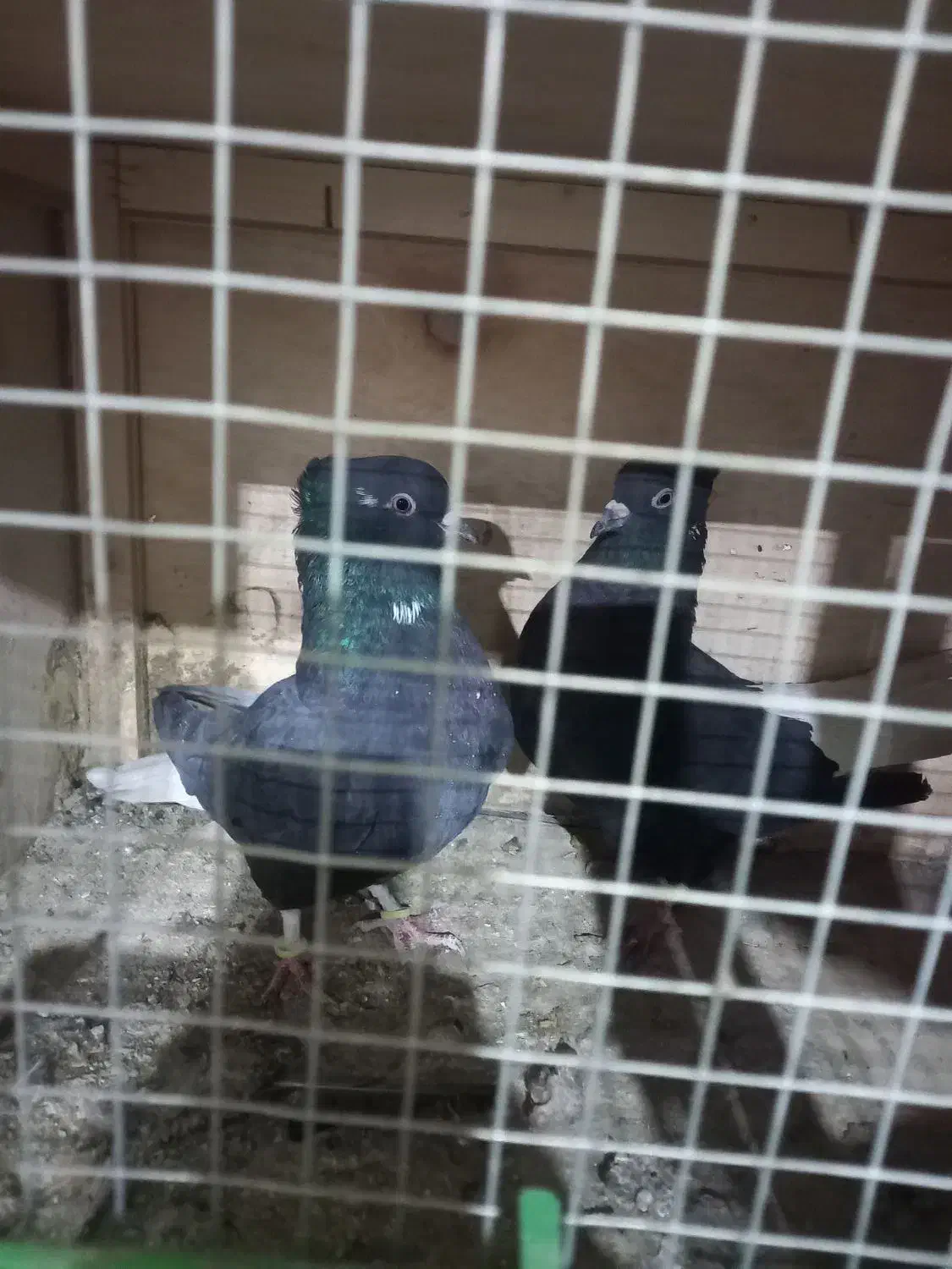 کبوتر دم سفید|پرنده|تهران, فلسطین (میدان انقلاب)|دیوار