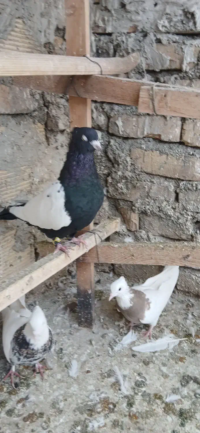 کبوترسیه ای وطوقی|پرنده|گلستان (تهران), |دیوار