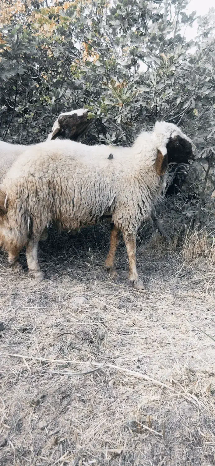 قوچ سنجابی اصیل|حیوانات مزرعه|سرپل ذهاب, |دیوار