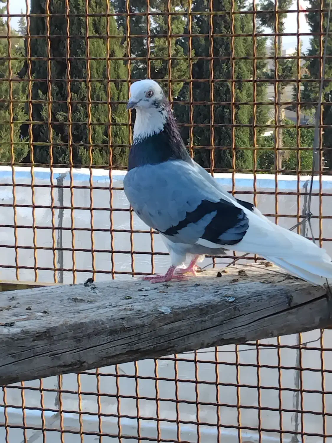 کبوتر پرشی درجه یک|پرنده|مزرعه کتول, |دیوار