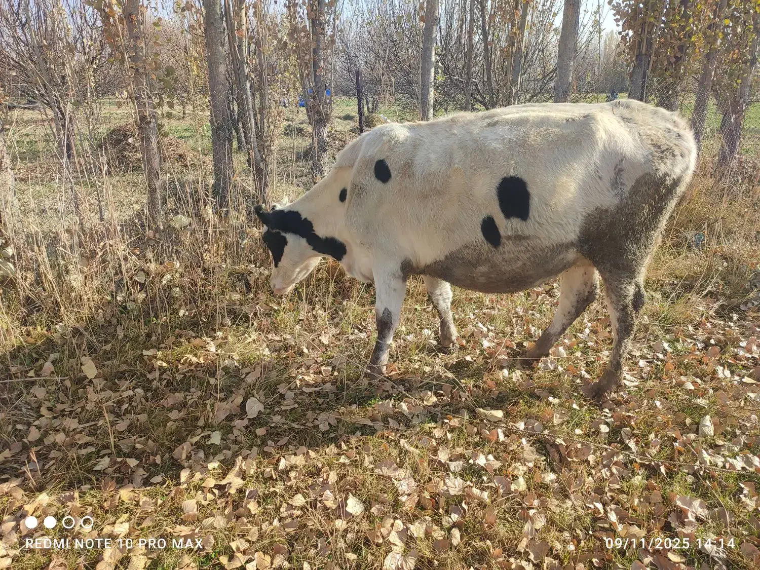 گاو گوشتی شکم اول|حیوانات مزرعه|هشترود, |دیوار