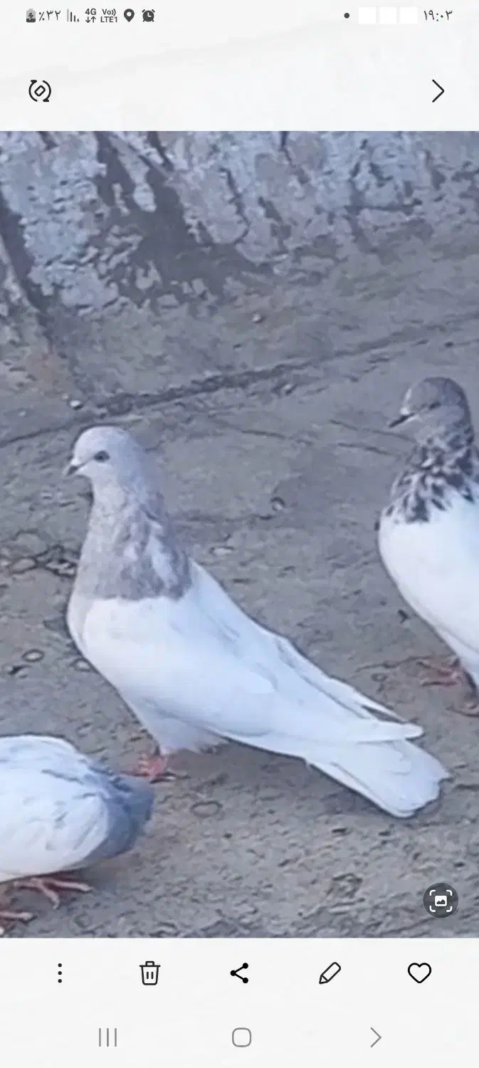 کبوتر نر مورباش|پرنده|خسروشاه, |دیوار