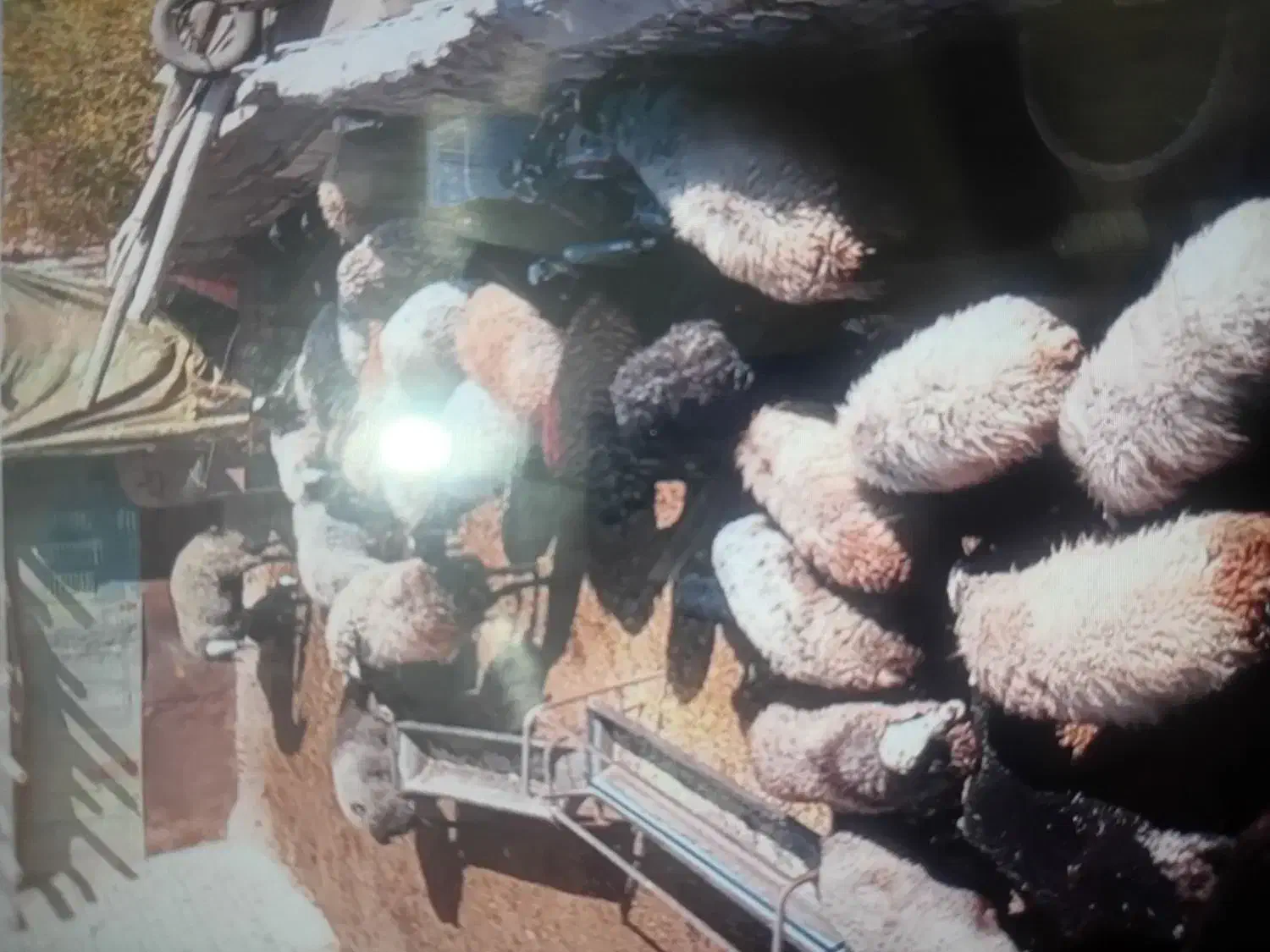 فروش بز ه بره نر برا پرواربندی|حیوانات مزرعه|اشتهارد, |دیوار