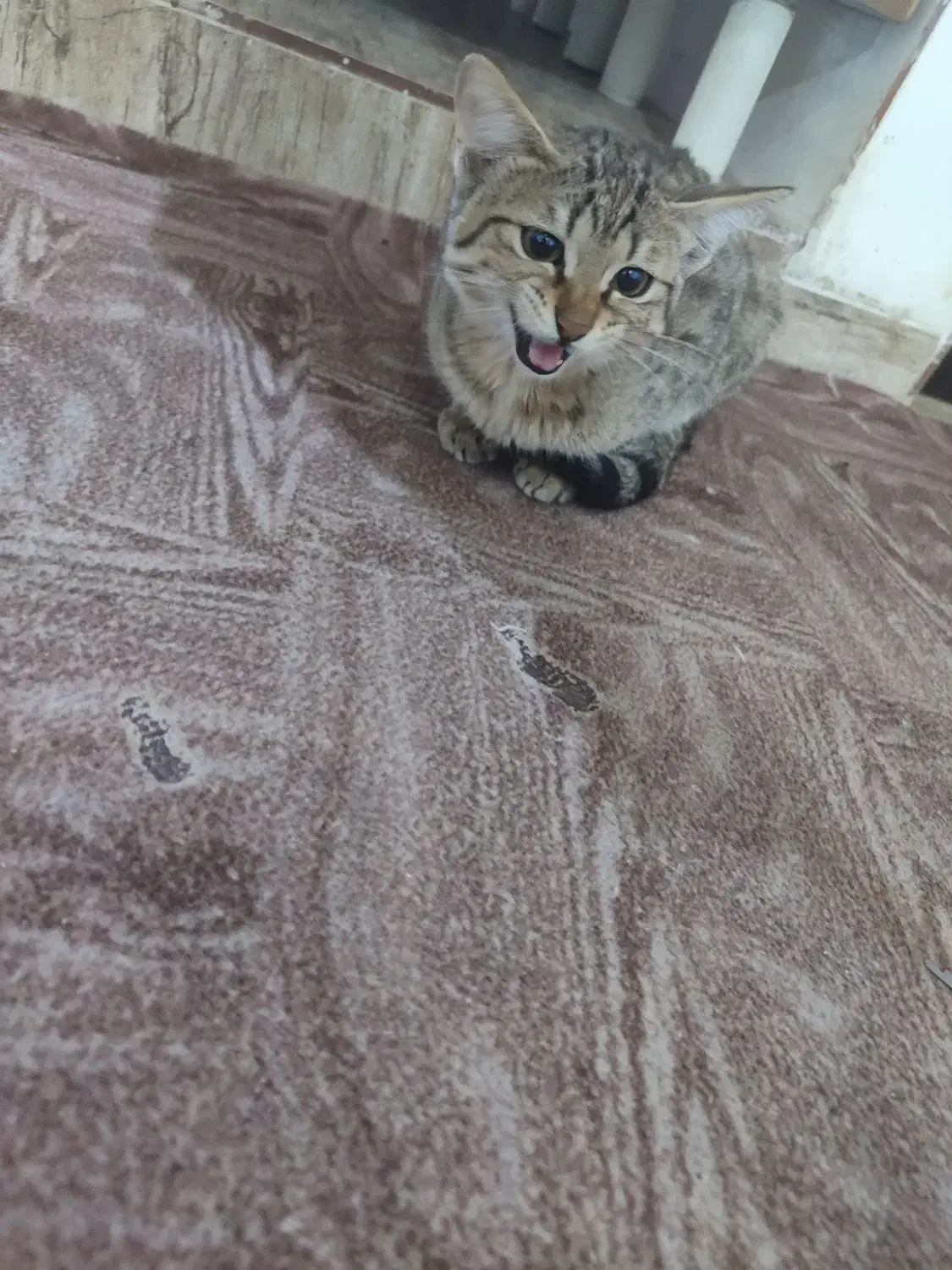 واگذاری رایگان گربه|گربه|شیراز, شهرک مهدیآباد|دیوار