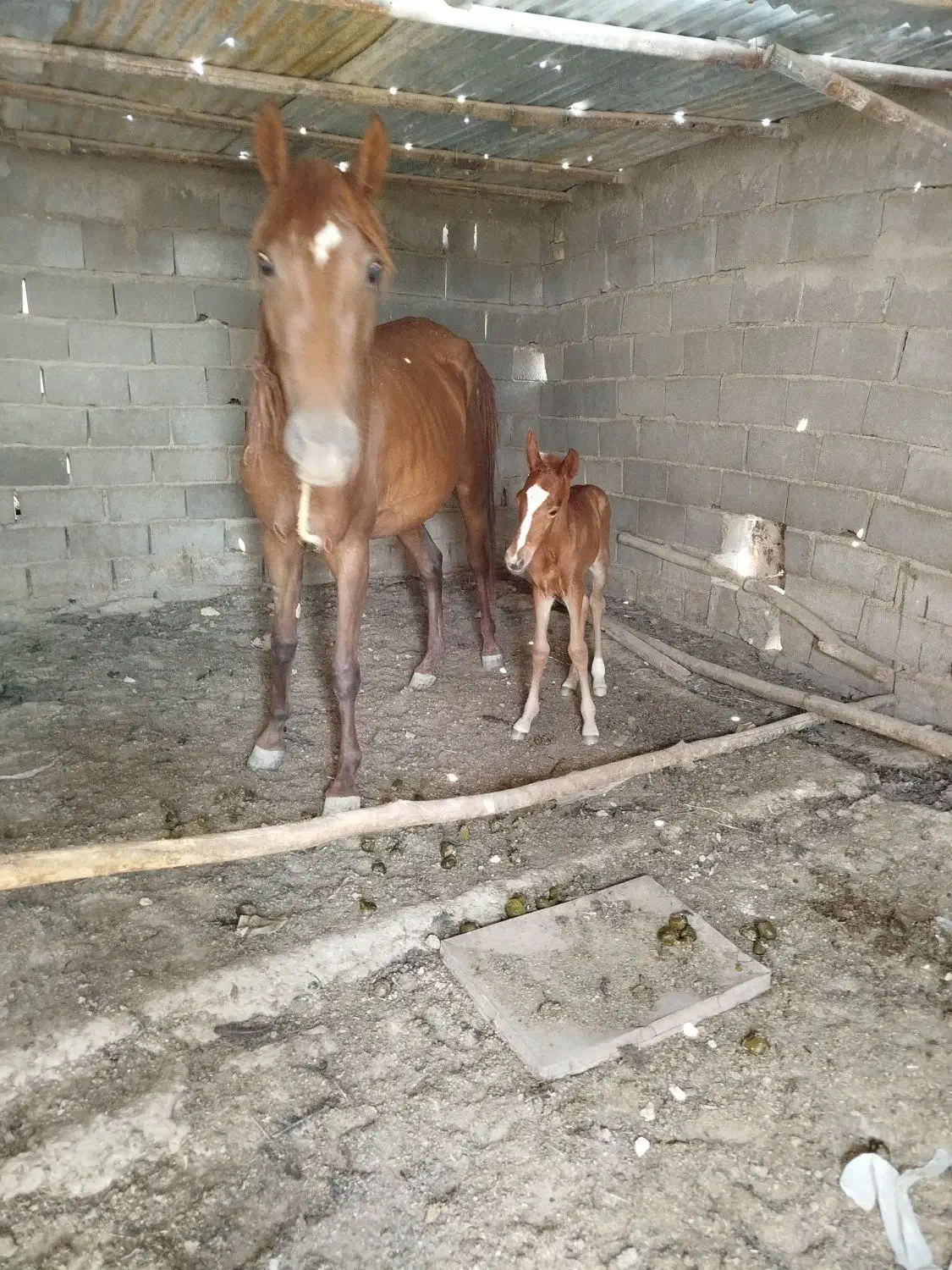 مادیان سه ساله|اسب و تجهیزات اسبسواری|سمنان, |دیوار