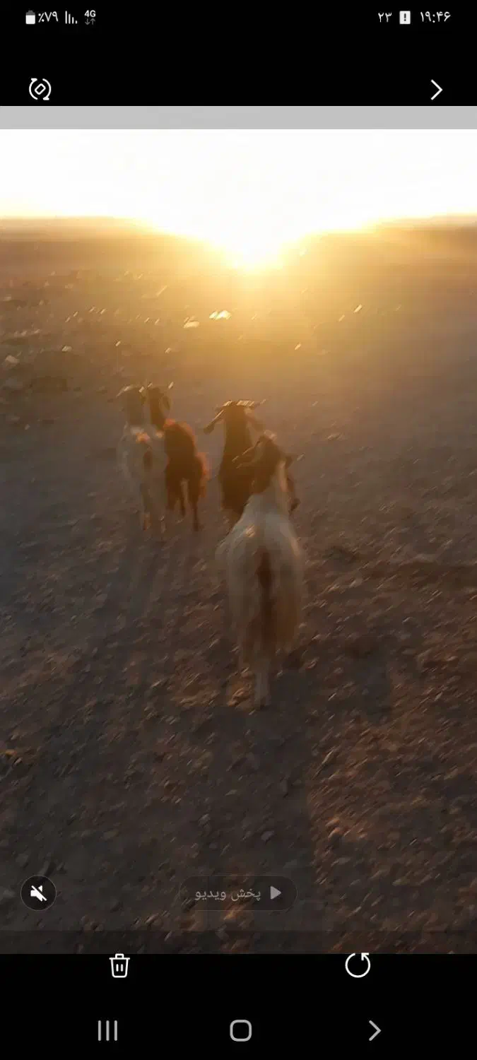 بزجوان|حیوانات مزرعه|قائن, |دیوار