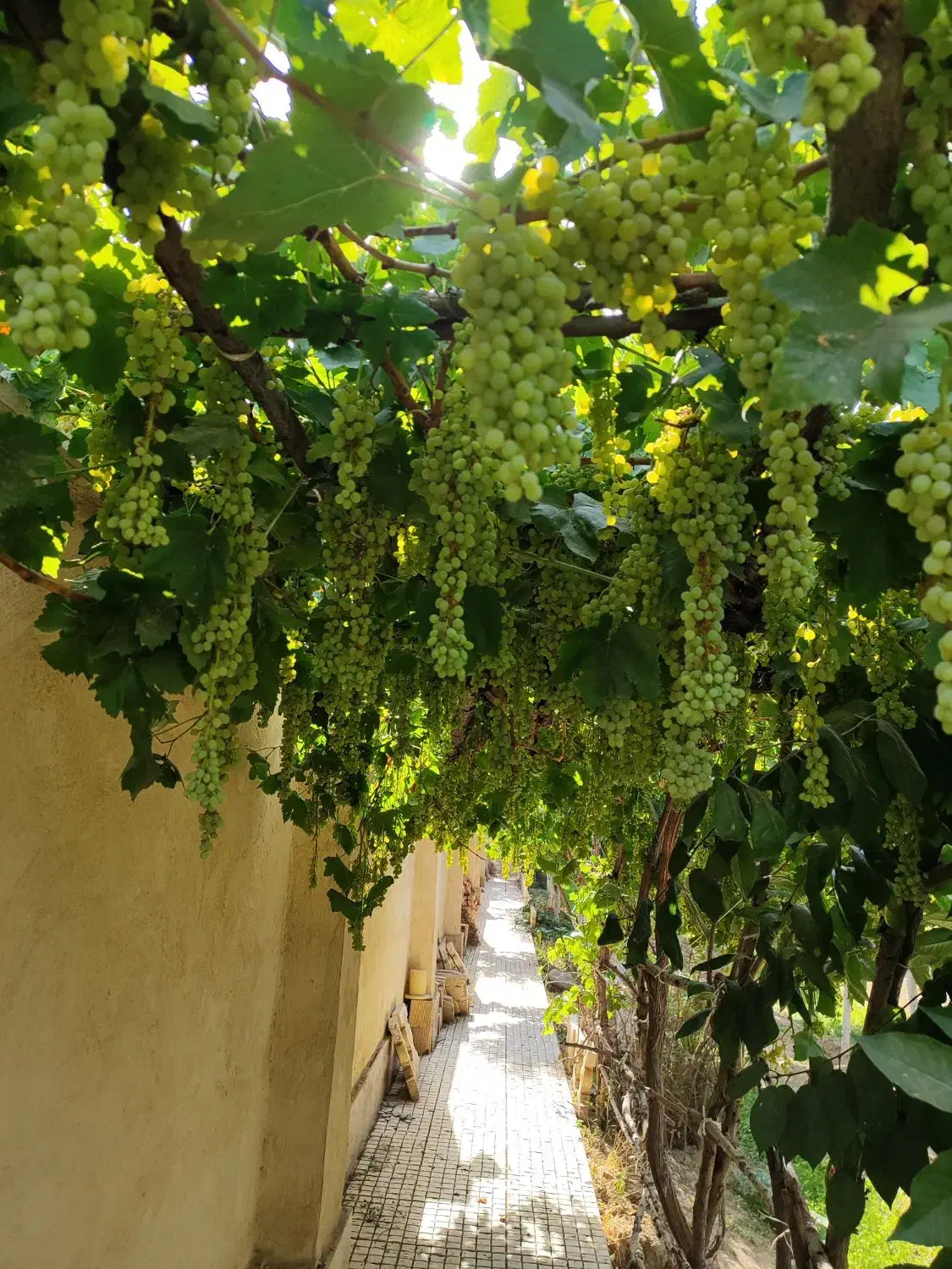 سرایدارباغ|استخدام سرایداری و نظافت|ماهدشت, |دیوار