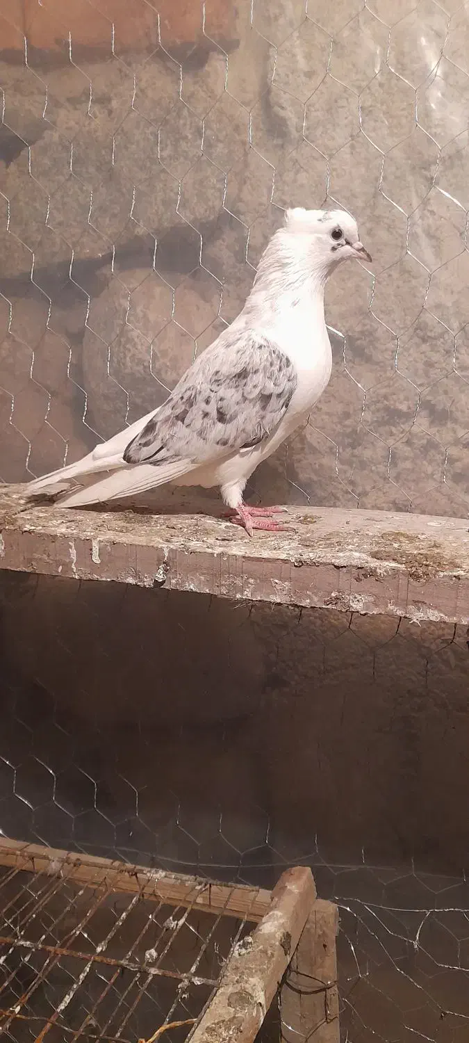 کبوتر های پرشی عالی ساعت بالا|پرنده|مشگین شهر, |دیوار