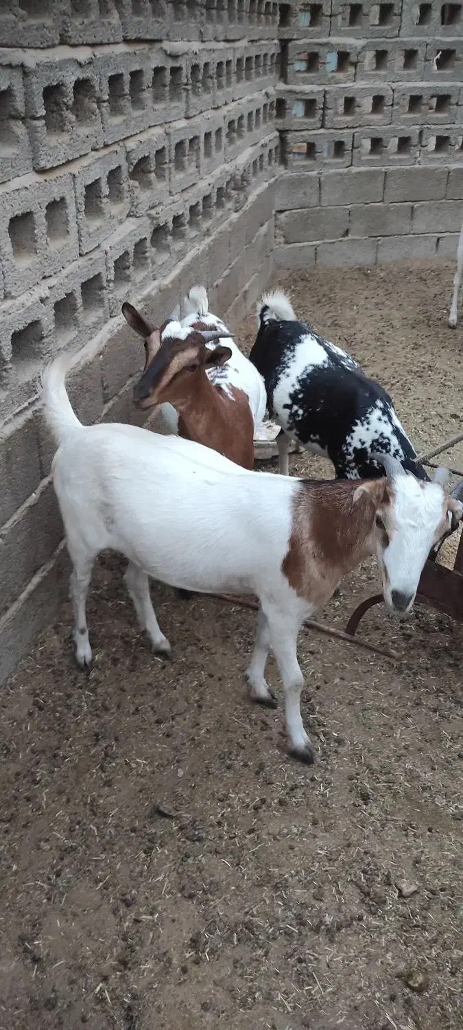 کهره گیسه داشتی آبستن|حیوانات مزرعه|خمیر, |دیوار