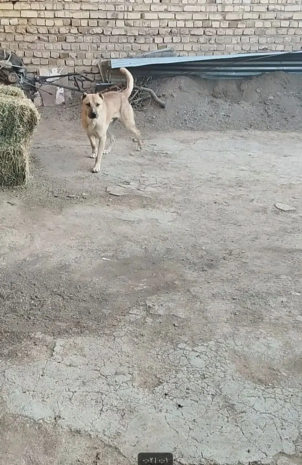 سگ سرابی|سگ|تاکستان, |دیوار