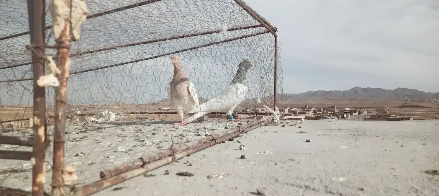 کله الماسی|پرنده|تربتحیدریه, حاجی یار|دیوار