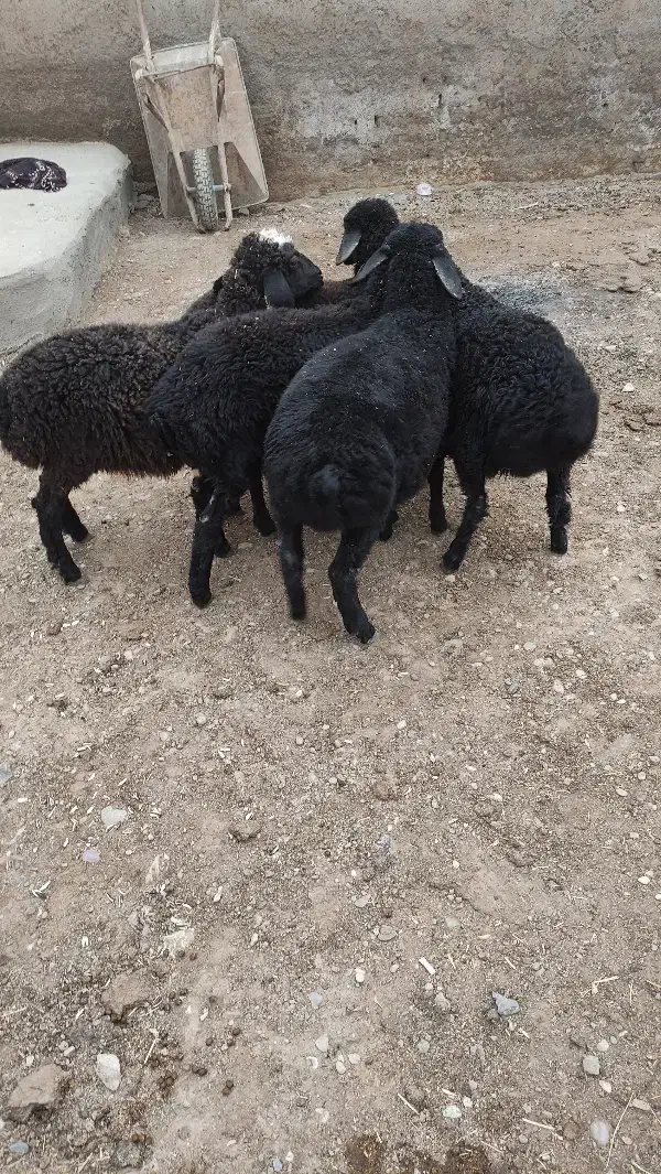 گوسفند بره ماده و نر|حیوانات مزرعه|بشاریات, |دیوار