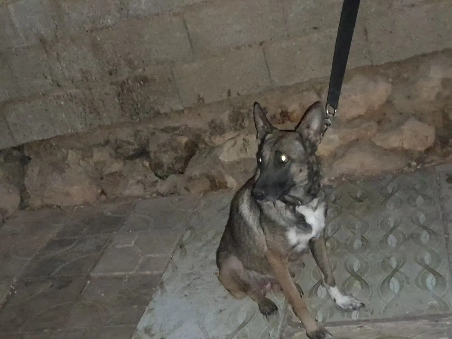 واگذاری مالینویز ماده|سگ|شیراز, نصرآباد|دیوار